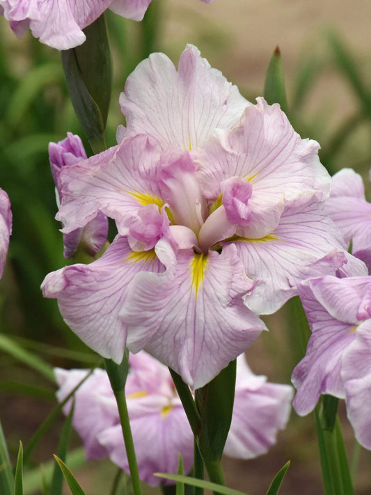 Perennial Farm Iris Ensata 'Pinkerton' – Live Japanese Iris in #1 Container, Soft Pink Blooms with Yellow Accents, Tall Elegant Stems, Moisture-Loving, Ideal for Water Gardens & Borders