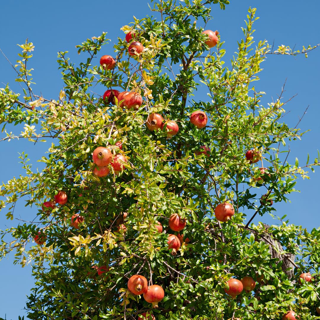 1 Year Old Pomegranate Tree Live Plant Seedlings in 4" Pot for Outdoor Growing, Cold Hardy, Zones 5-9