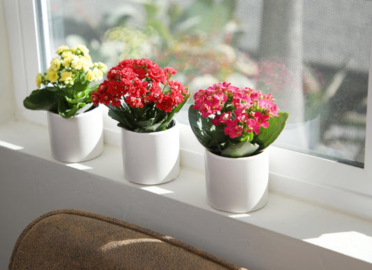 Kalanchoe Flower Plants 3PK in White Pots, Desk Plant Decor, Live Succulent Gifts for Plant Lovers Gift Ideas, Kalanchoe Plants Live Houseplants, Live Succulents Plants Live Flowers by Plants for Pets