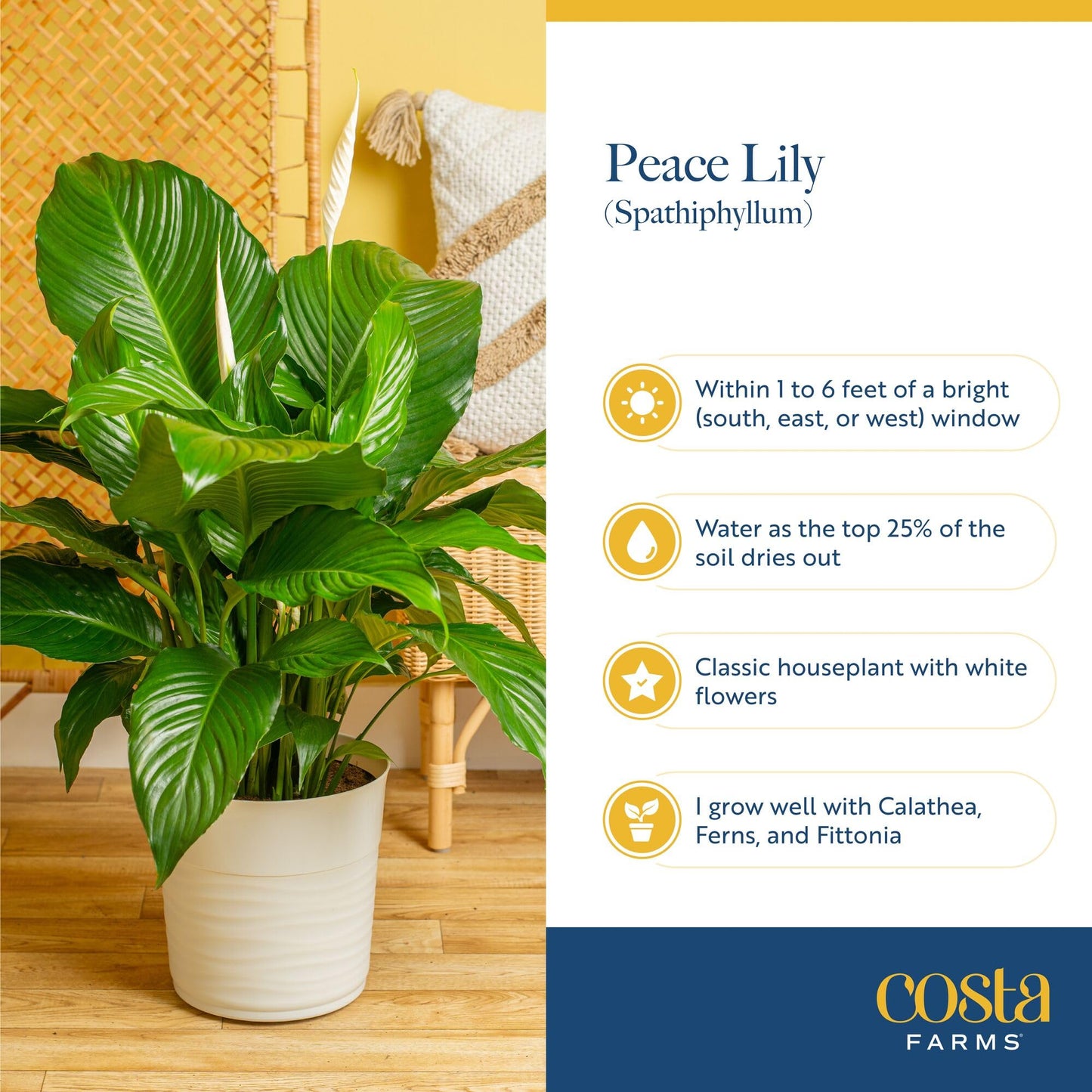 Costa Farms Peace Lily Live Plant in Decorative Pot, Air Purifying Flowering Large Indoor Houseplant, Perfect for Home, Room, or Office Decor, Great House Warming or Birthday Gift, 2-3 Feet Tall