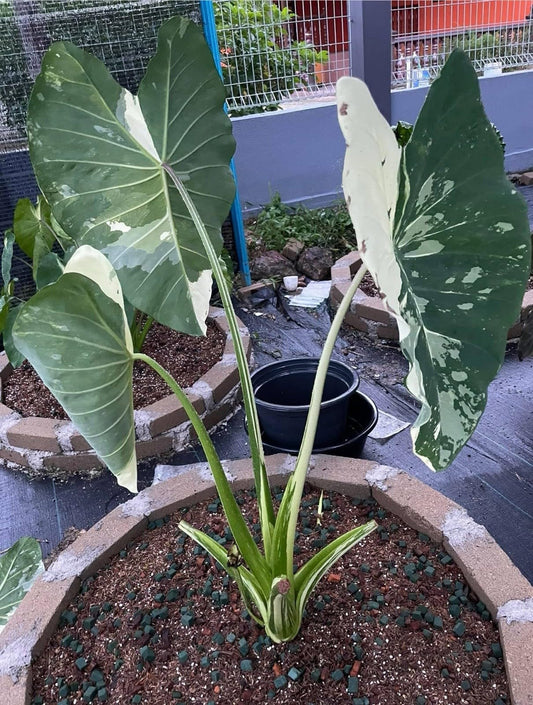 Live Plant - Colocasia esculenta- Elephant Ear - Small Rooted Starter Plant