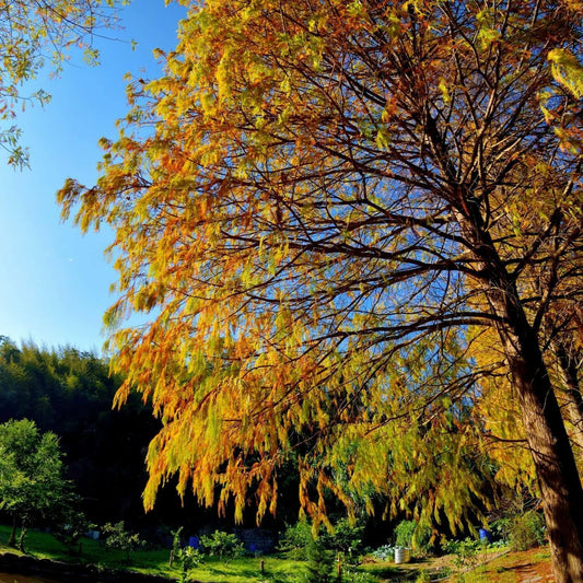 Live Plant - 5 Bald Cypress Trees - 12-24" Tall Seedlings - Live Plants - Taxodium distichum