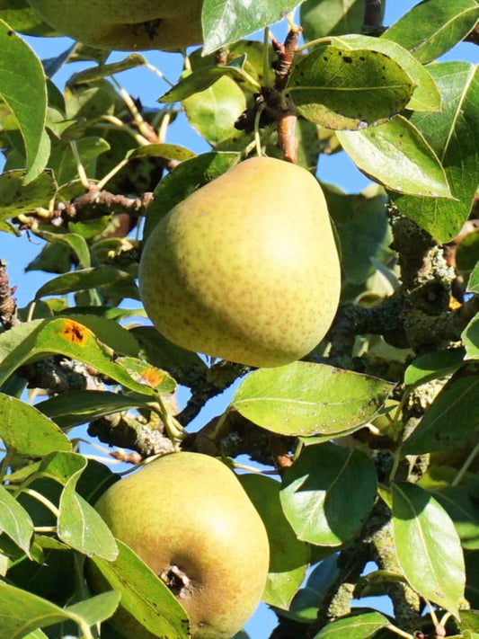American Plant Exchange Hood Pear Tree, Live 1-Gallon Pot, Large Greenish-Yellow Fruit, Crisp & Juicy, Ripens Late Summer, White Blooms, Indoor/Outdoor Houseplant/Landscape Tree