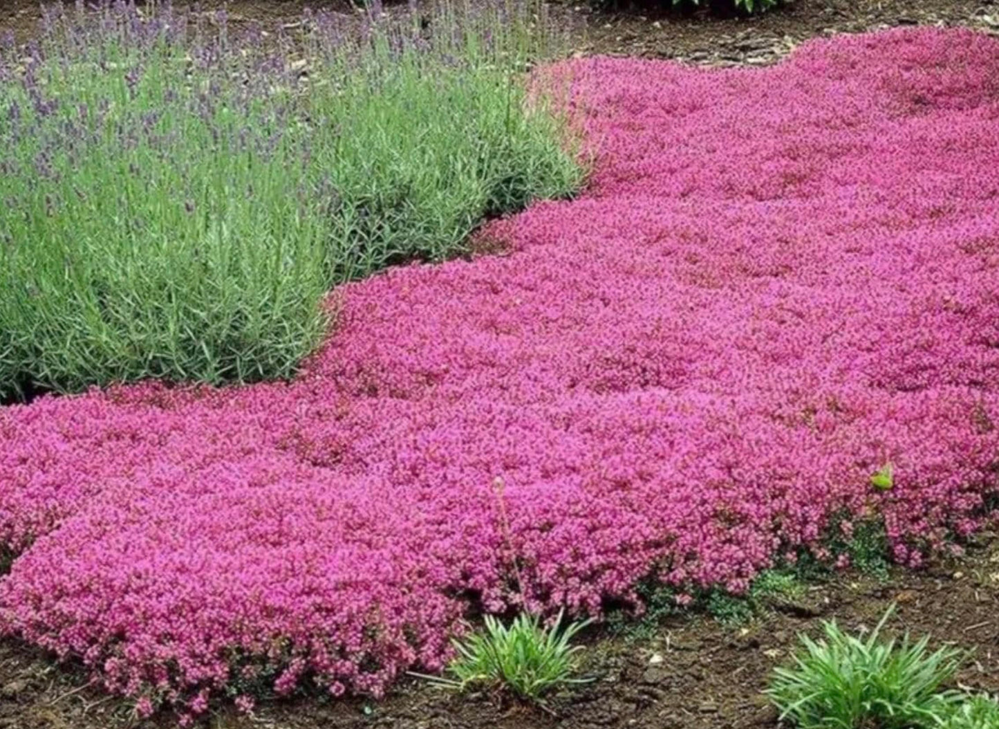 Creeping Red/Pink Thyme- Live Plants- Flowering Ground Cover- Deer RESISANT