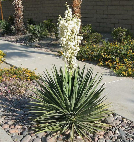 Generic Yucca Plant Adams Needle 20 Inches Tall Landscaping Plants Flowers Shrubs - 1 Plant, Green