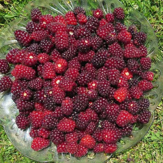 Combo 3 Sweet Boysenberry Plants Live for Planting, Fruit Bearing Vine for Home Growing, 4–6" Tall Starter Plants for Outdoor Gardens