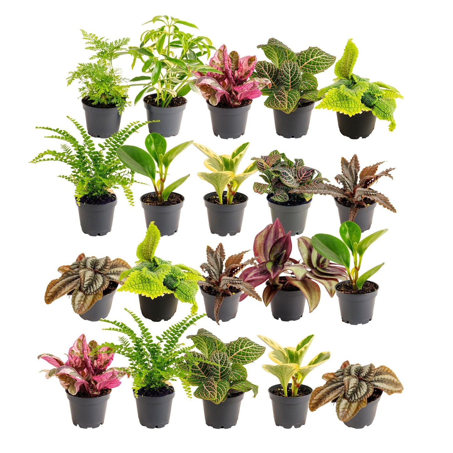 Costa Farms Mini Live Indoor Houseplants (20-Pack), Starter Plants in Nursery Pots, Assorted Foliage Mix (Varieties May Vary), Bulk Tiny Plants for DIY Terrariums, Party Favors, and Home Office Decor