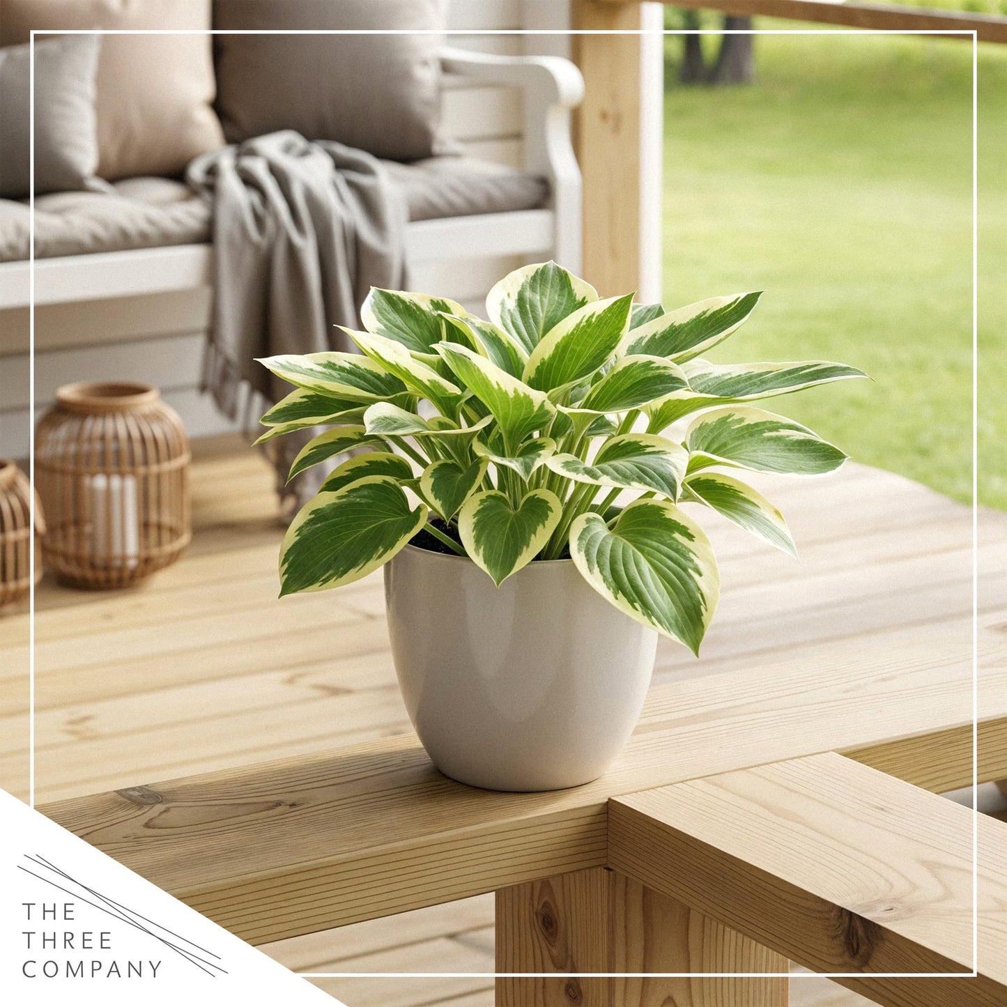 Live Perennial Hosta - Pilgrim (3 Plants Per Pack) Beautiful Accent Plant, 10" Tall by 4" Wide in 1 Qt Pot