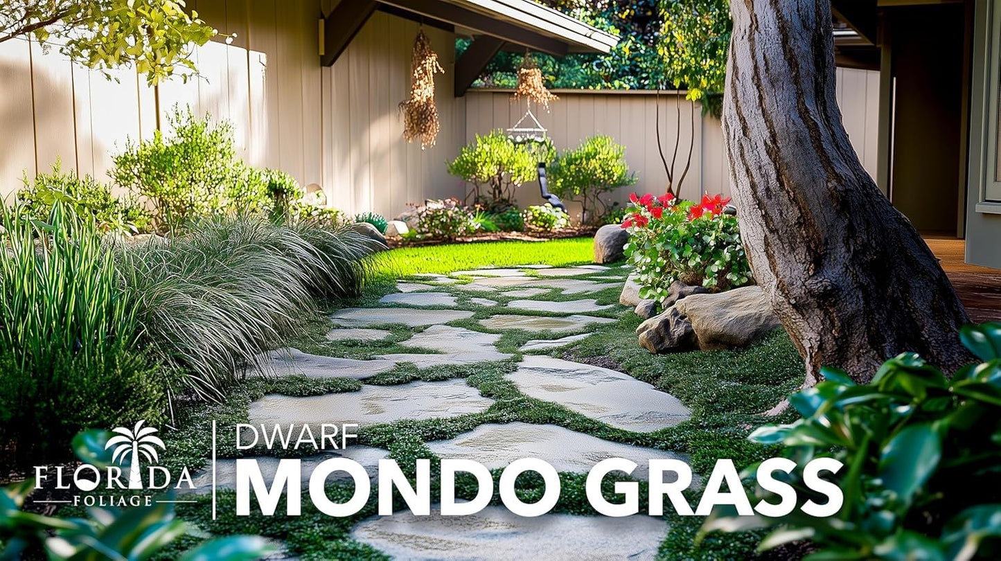 Dwarf Mondo Grass | 3 Large 4 Inch Pots | Ophiopogon Japonicus Nanus | Live Evergreen Shade Loving Groundcover