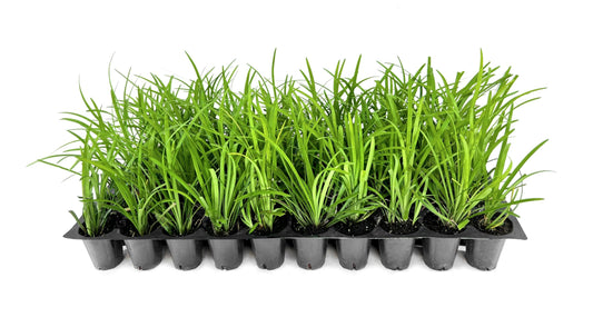 Liriope Big Blue | 30 Live Plants | Liriope muscari | Lavender Blue Flowers | Evergreen Ground Cover for Shade | Landscape Borders for Walkways and Beds