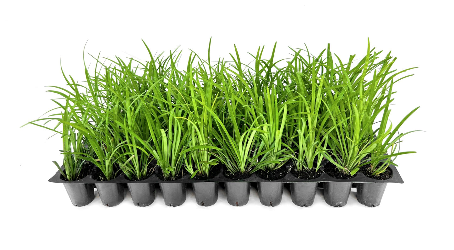 Liriope Big Blue | 40 Live Plants | Liriope muscari | Lavender Blue Flowers | Evergreen Ground Cover for Shade | Landscape Borders for Walkways and Beds