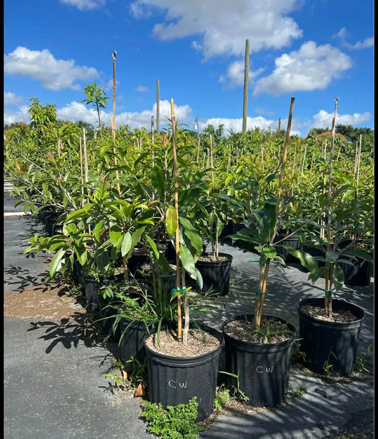 Grafted Sapodilla Tree, The Sapodilla Tree Already has Fruit. 3 to 4 Feet Tall, No Ship to CA and Hawaii.