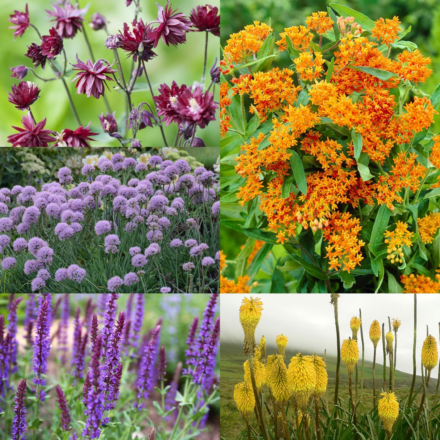 Complete Sunny Perennial Pollinator Flower Bulb Garden - 25 Bulbs for 50 Days of Continuous Blooms (Summer Color from July Through October) - Easy to Grow Summer Planting Bulbs by Willard & May