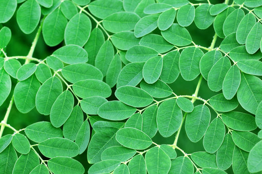 30 Seeds of The Tree of Life - The Moringa Tree - Easy to Grow, Fast Growing Tree