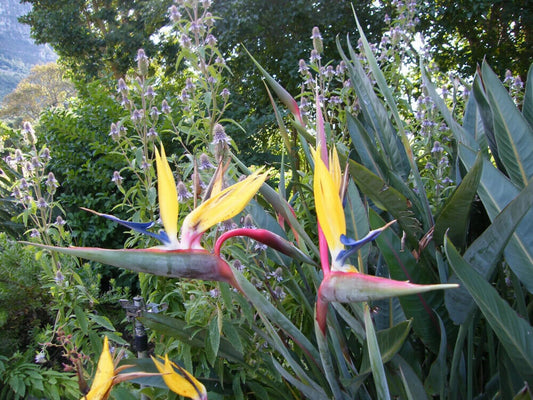 Live Plant - Mandelas Goldyellow Bird of Paradisestrelitzia Reginae Rooted Plant10-12