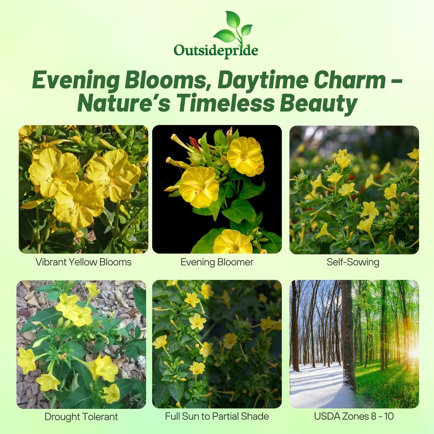 Outsidepride Yellow Four O'clock Flower Seeds - 1/4 lb Perennial Fragrant, Trumpet-Shaped Blooms, Deer-Proof & Easy to Grow, for Pollinator & Evening Gardens, Containers, Hedges, or Borders