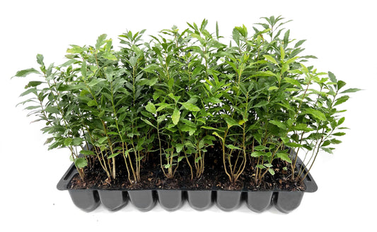Wax Myrtle | 3 Live Plants | Myrica Cerifera | Fast Growing Shrub, Privacy Screen, Evergreen Foliage, Ornamental, Drought Tolerant, Low Maintenance, Garden Landscape