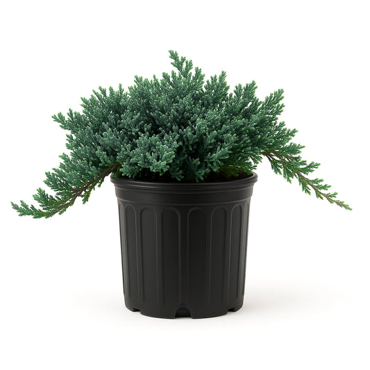 Blue Rug Juniper Wiltonii | 1 Large Trade Gallon Size Plant | Juniperus Horizontalis | Creeping Ground Cover, Low Maintenance Shrub, Drought Tolerant, Evergreen Foliage, Fast Growing, Erosion Control