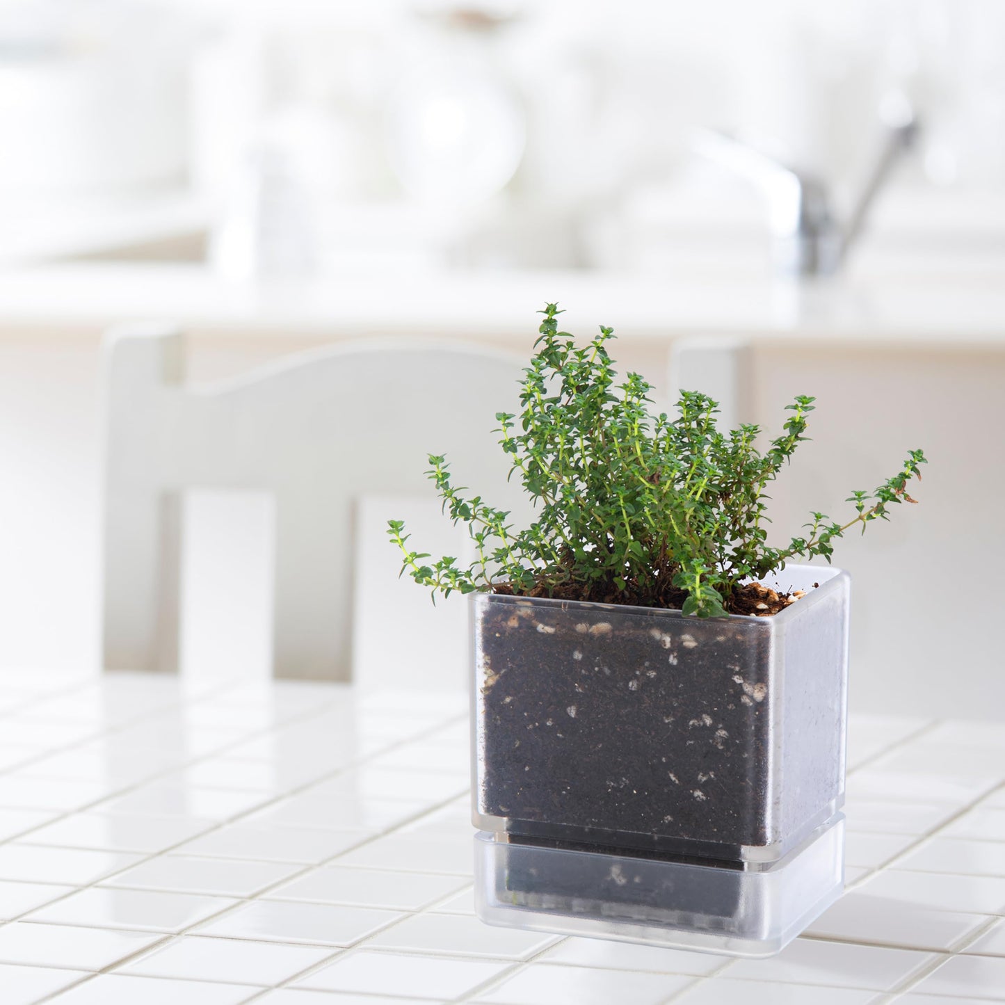 D'vine Dev 4 Inch Herb Planter Pot, Acrylic Planter with Drainage Holes and Saucer, Modern Decorative Gardening Pot for Indoor Plants, Herbs, Succulents, Clear, Set of 1, 76-Y-D-1