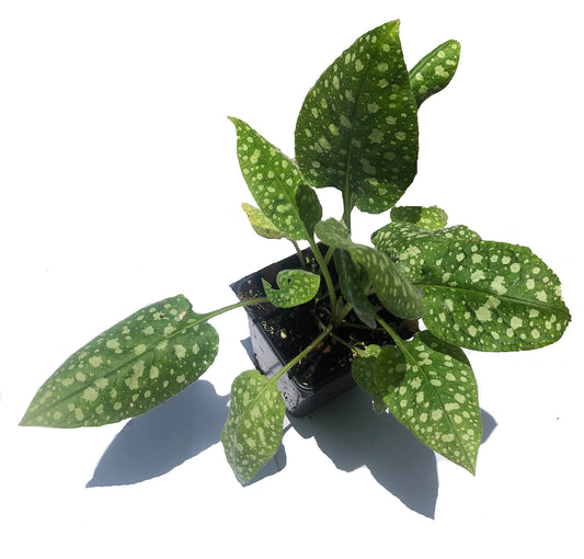 Lungwort Plant (Pulmonaria officinalis) 2.5 inch Pot - Organic Lungwort Plant - Blue LungwortCommon Lungwort, Jerusalem Cowslip, Jerusalem Sage, Lungwort, Mary's Tears, Our Lady's Milk Drops