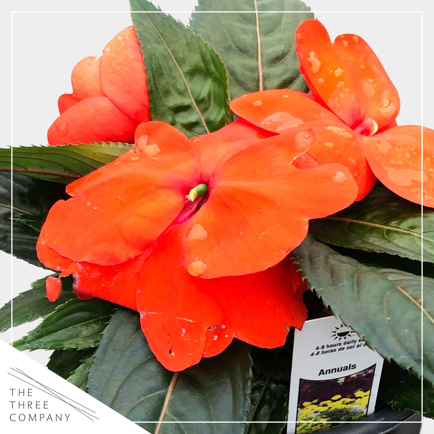 Live New Guinea Impatiens Plant - Shades of Orange (3 Plants Per Pack) - Beautiful Flowering Shade Flowers - 12" Tall by 5" Wide in 1 Qt Pot (Pack of 2)