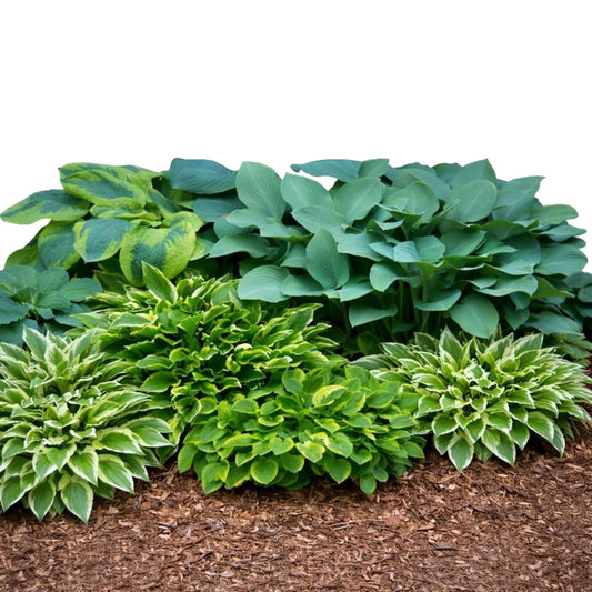 Easy to Grow Hosta Bumper Crop Mix 30 Trimmed Roots - Mixed Varieties Colorful Foliage, Summer Flowers Partial to Full Shade Zones 3-8