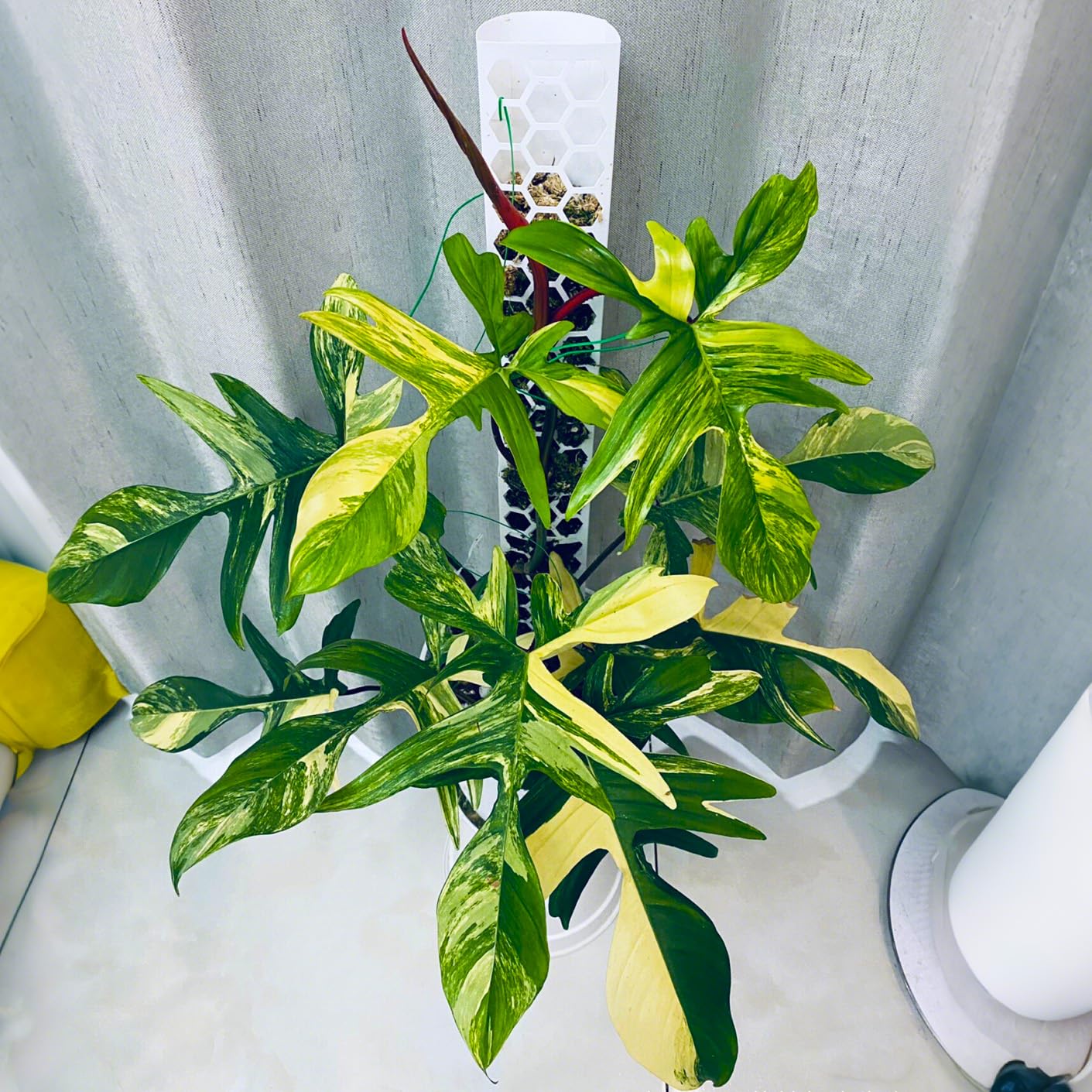 4 Pcs 17 Inch Plastic Moss Pole for Plants Monstera,Designed Specifically for Climbing Plants, Stackable Plant Support for Indoor Plants