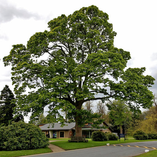 Live Plant - American Sycamore Tree, 10-12" Tall Live Plant, Quart Pot, Platanus occidentalis