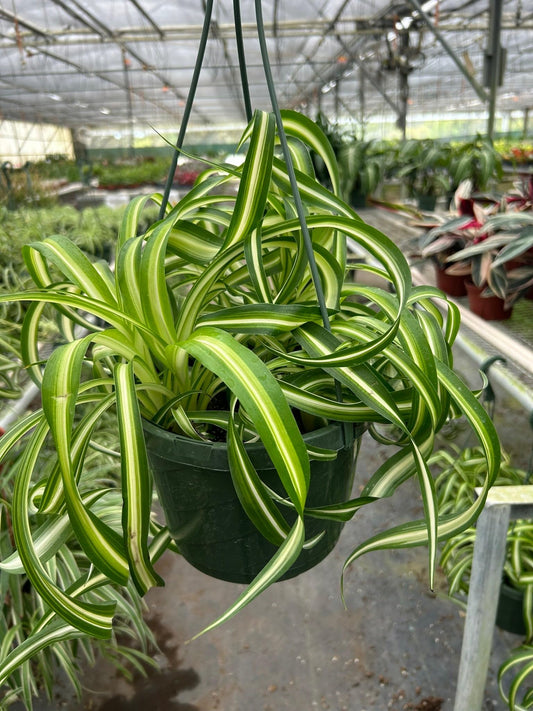 Spider Plant 'Bonnie' | Live Plant for Indoor & Outdoor | for Living Room, Office, Bathroom | (8" Pot)