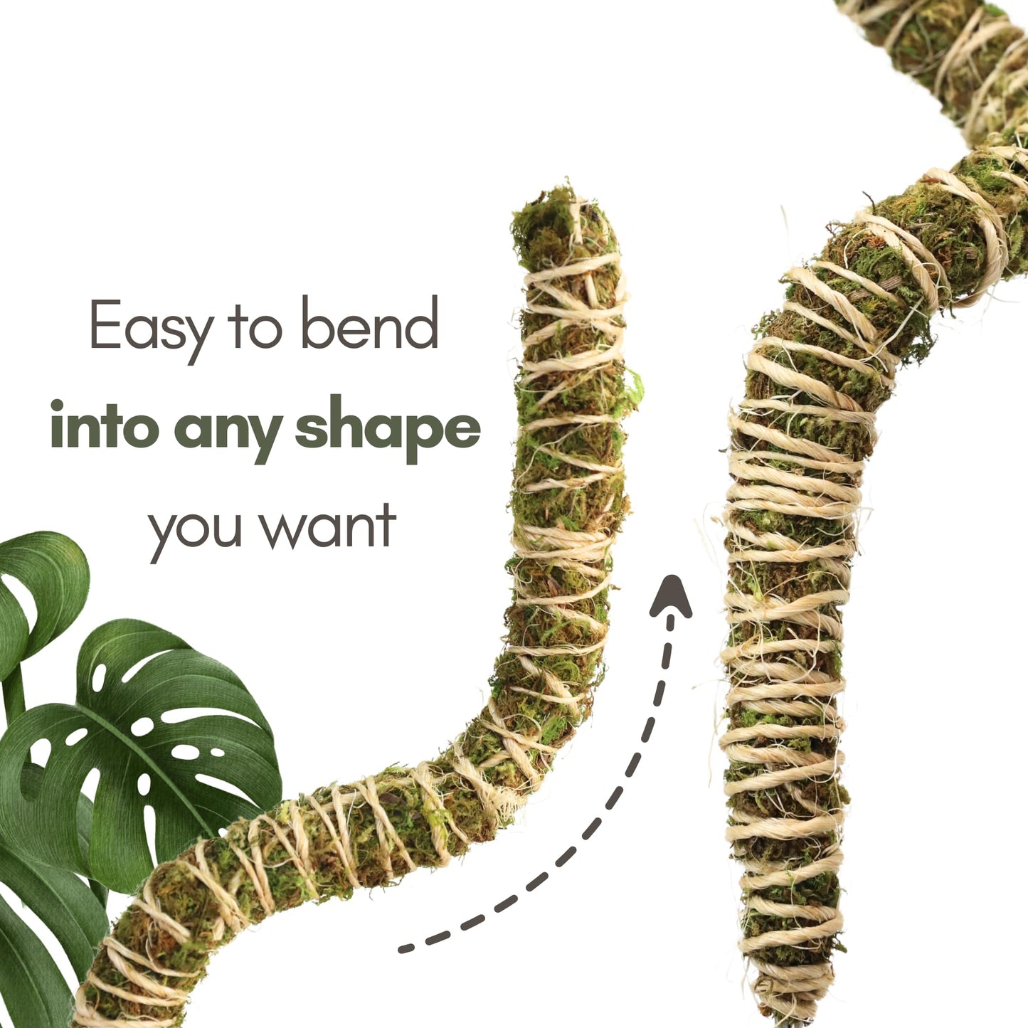 Mossify Bendable Moss Pole 3 Pack 30'', Monstera Plant Support - Natural Forest Moss Poles for Climbing Plants - Flexible & Thin Plant Sticks for Monstera Support - Indoor & Outdoor Plants Mosses Pole
