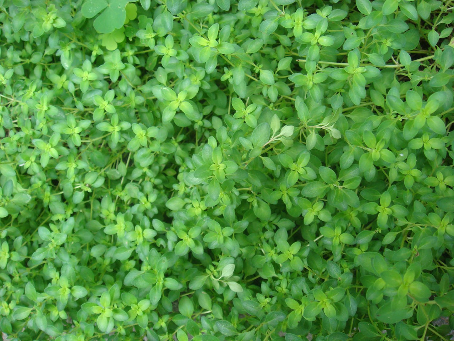 Clovers Garden Thyme Herb Plants- Two (2) Live Plants - Non-GMO - Not Seeds -Each 4"-8" Tall- in 4 Inch Pots, Drought Tolerant