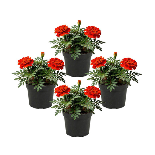 Live Flowering Marigold - Durango Red (4 Per Pack), Beautiful Spring Color, 8" Tall by 4" Wide in 1 Pt Pot