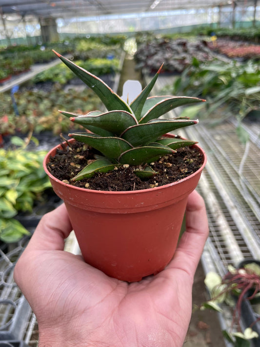 Snake 'Lavranos' | Live Plant for Indoor & Outdoor | for Living Room, Office, Bathroom | (4" Pot)