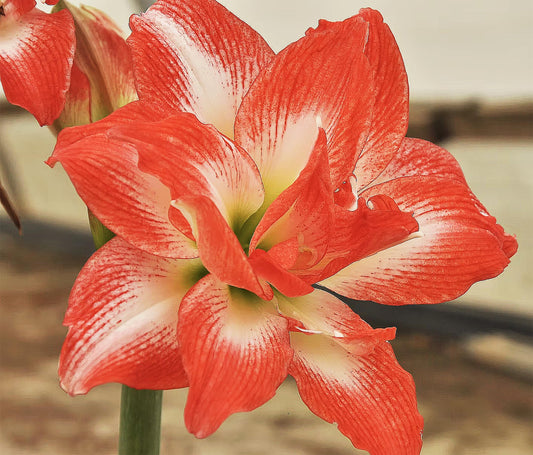 Amaryllis 'China Star' stuns with its Striking red-Orange Petals Edged in White, Creating a Bold and Elegant Contrast. Double Amaryllis Amaryllis 'China Star' 28-39 cm. Bare Root Bulb.