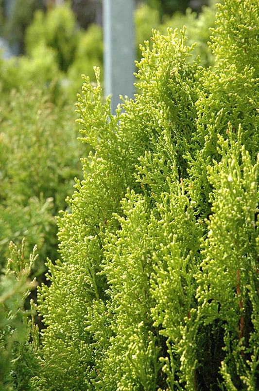 Live Plant - Berckmans Golden Arborvitae Shrub/Bush - 4-6" Tall Seedling, Live Plant - 3" Pot