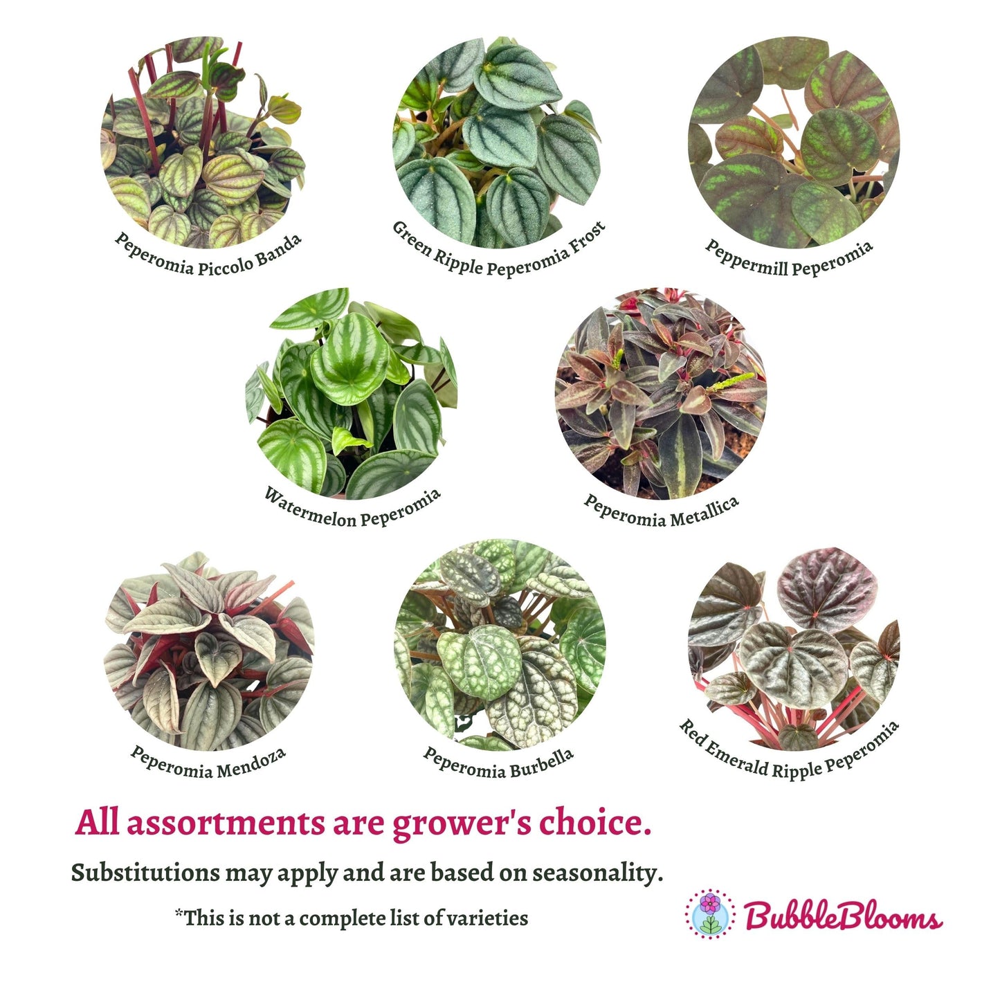 BubbleBlooms Peperomia Assortment, 6 Different peperomias in 2 inch pots Grower's Choice