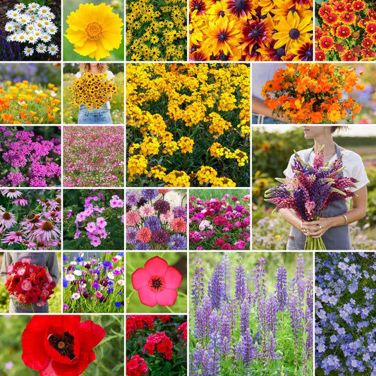 Eden Brothers Northeast Wildflower Mixed Seeds for Planting, 1 lb, 480,000+ Seeds with Cosmos, Candytuft, Shasta Daisy | Attracts Pollinators, Plant in Spring or Fall, Zones 3, 4, 5, 6, 7, 8, 9, 10