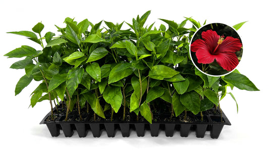 Hibiscus President Red | 3 Live Plants | Hibiscus Rosa-Sinensis | Vibrant Red Blooms | Tropical Garden Beauty | Eye-Catching Flowering Shrub