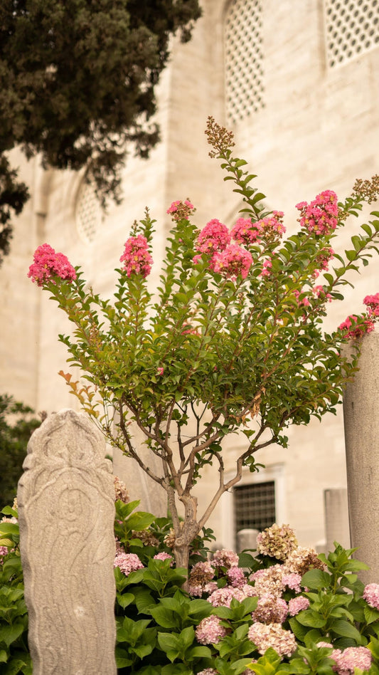 Crape Myrtle Dynamite Red Garden Tree - Fast Growing Flowering Live Plant Vibrant Red Blooms, Heat and Drought Tolerant, Low Maintenance, Ideal for Landscaping and Privacy Screens (1gal Pot, 2-3ft)