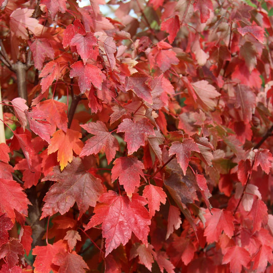 Live Plant - Sun Valley Red Maple Tree - 8-14" Tall - 2.5" Pot - Live Plant - Ships Potted