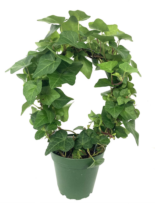 English Ivy Hoop - Live Plant in a 4 Inch Pot - Hedera Helix - Florist Quality - Beautiful Easy Care Indoor Air Purifying Topiary Houseplant Vine