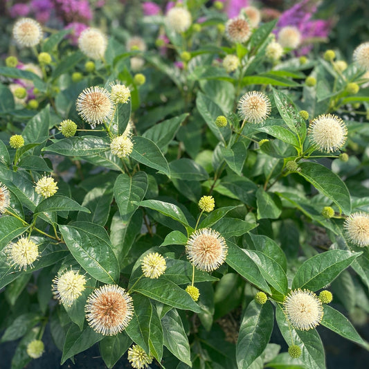 Proven Winners Sugar Shack 2.0 Buttonbush (Cephalanthus occidentalis) Live Plant, 4.5" Qt