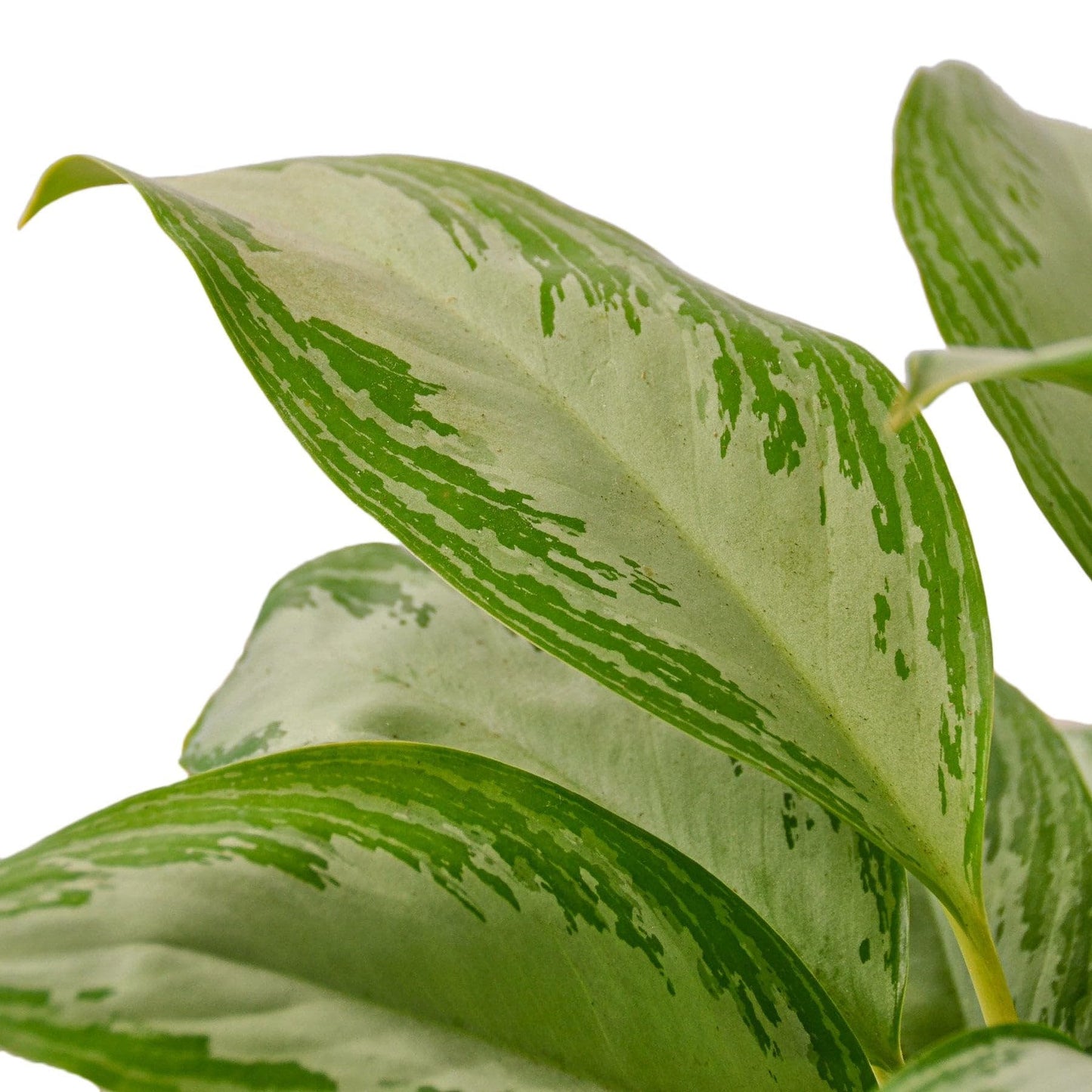 7 Pack Chinese Evergreen 'Silver Bay' in 6in Pot - Live Plants Tropical Houseplants | Variegated | USA Growers | The Snobby Leaf