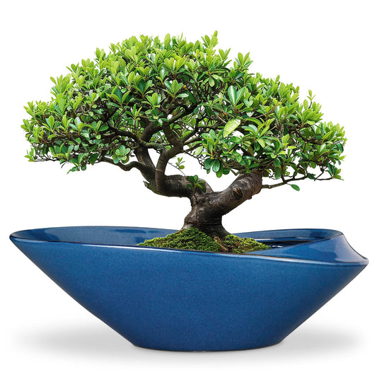 EPFamily Bonsai Pot - 18 Inch Ceramic Planter for Indoor Outdoor Plants Bonsai Tree Pot Modern Large Succulent Planter Decorative Plant Pot with Drainage Hole Blue