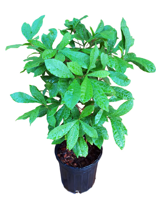 Miracle Fruit Plant Live – Synsepalum dulcificum – Taste-Changing Berry Plant – Sweetens Sour Foods Naturally – Tropical Edible Fruit Shrub – Live Starter Plant (No Pot) (2, Large)