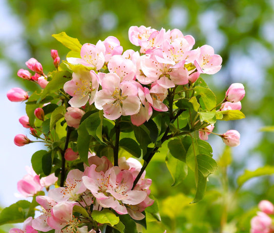 TomorrowSeeds - Red Delicious Apple Tree Seeds - 120+ Count - for 2026 Planting Malus Pumis Common Domestic American Pink Flowering Blossoms Perennial Fruit Trees Perennial Grow Your Own Home Farm