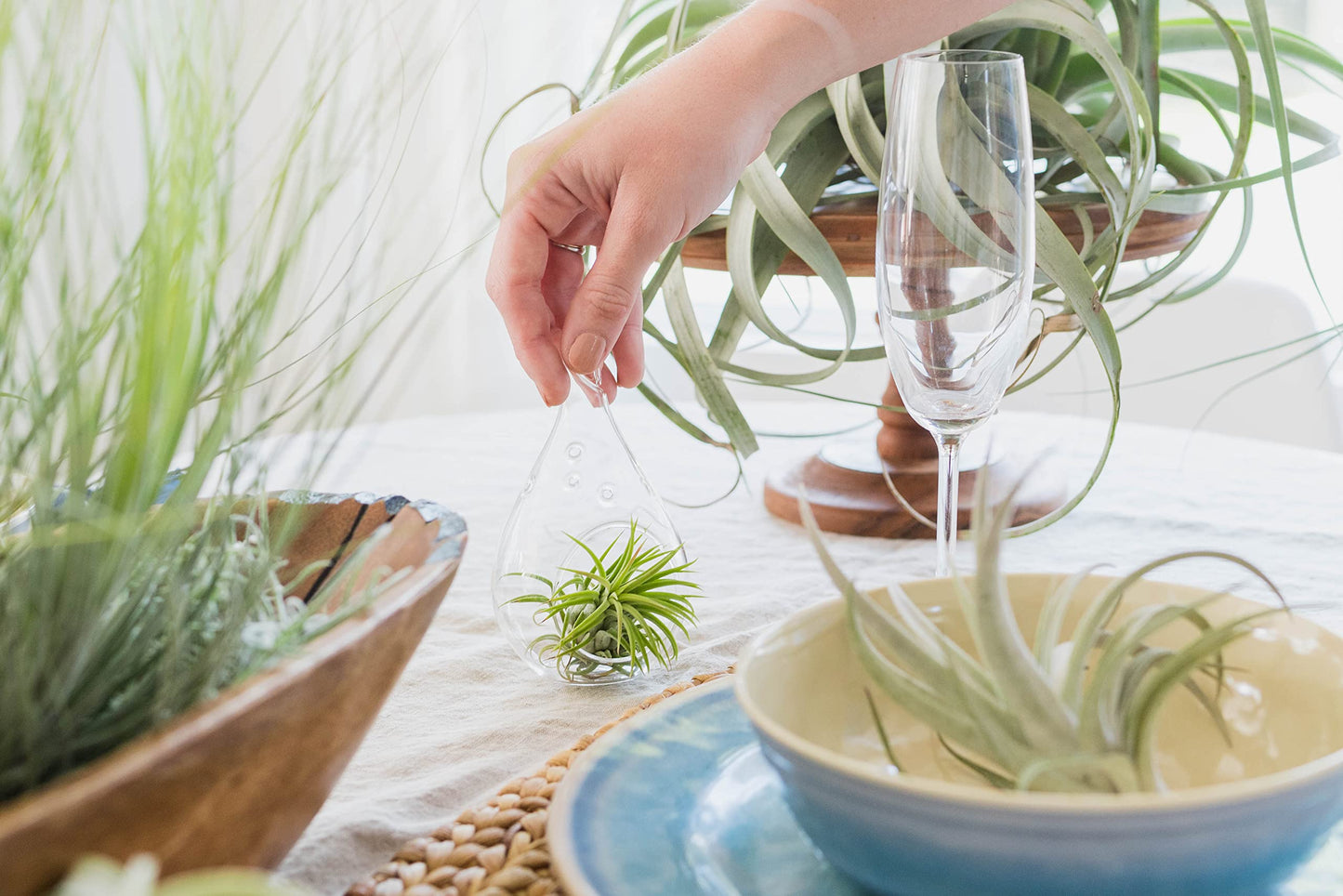 Jumbo Tectorum Ecuador Air Plant - Live Tillandsia Succulent House Plants - Available in Wholesale and Bulk - Home and Garden Decor - Easy Care Indoor/Outdoor Air Plants