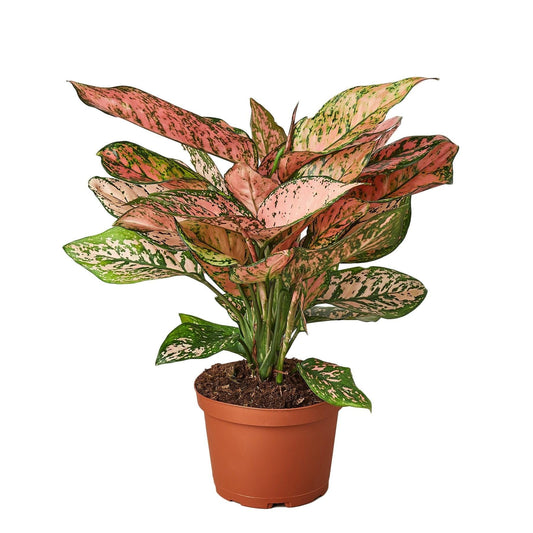 Chinese Evergreen 'Lady Valentine' | Live Plant for Indoor & Outdoor | for Living Room, Office, Bathroom | (6" Pot)