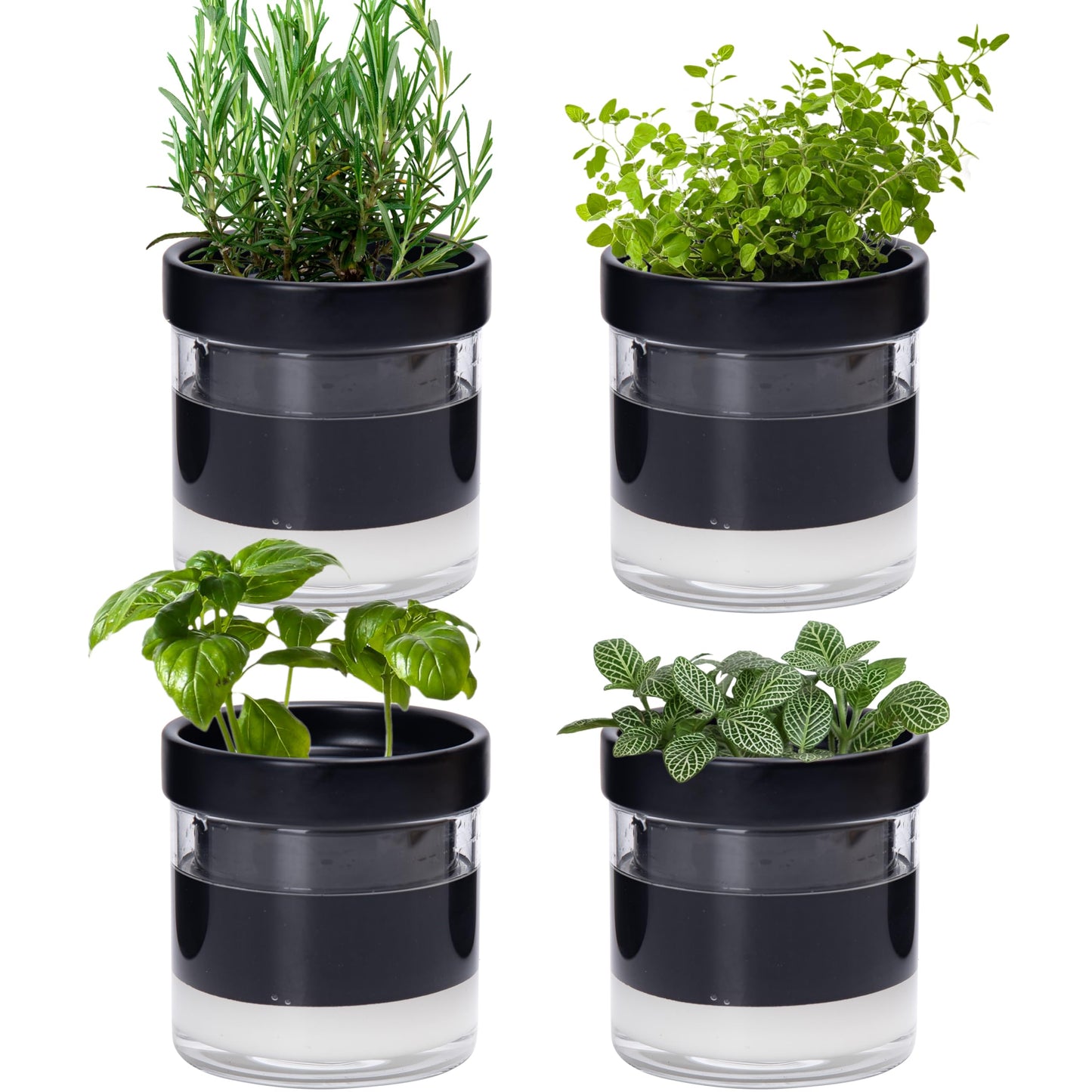 Phoenix Vine 4 Inch Self Watering Planter Pot, Black Terracotta Clay Pot with Glass Reservoir for Indoor Plants, Herbs, Flowers, Set of 4, 52-C-E-4