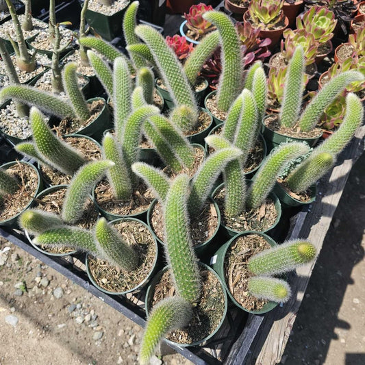 Monkeys Tail Cactus Live Plant, Well-Rooted Size 6-8 Inches Live Monkey Tail Cactus, Zones 9-11